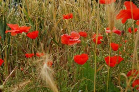 coquelicots